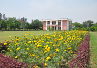 DCRUST Campus with yellow flowers